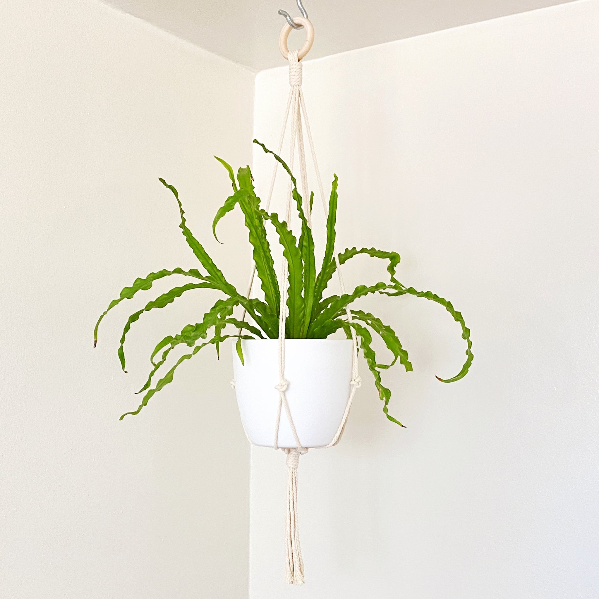 minimalist plant hanger Minimalist Macramé Plant Hanger – Lauren Chapman